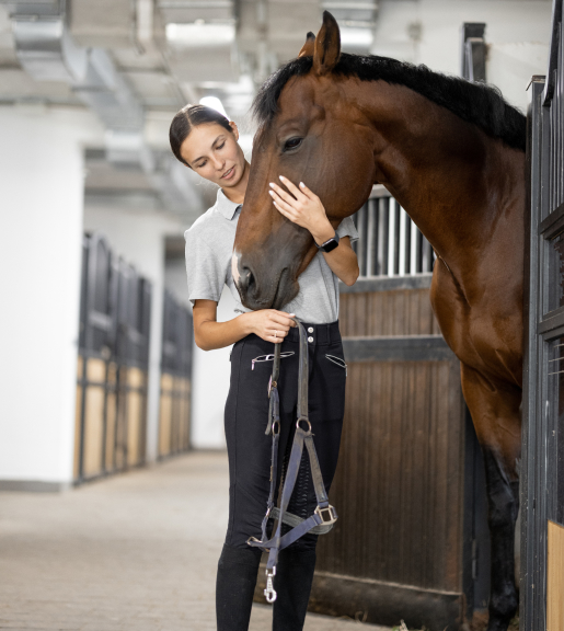 parc équestre à Lamotte-Beuvron dans le Loir-et-Cher 41