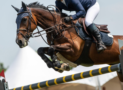cheval qui saute une haie à Lamotte-Beuvron dans le Loir-et-Cher 41